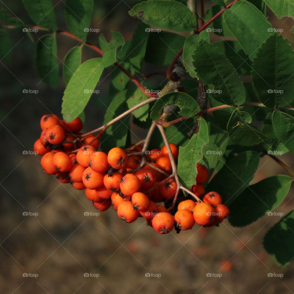 Rowanberry