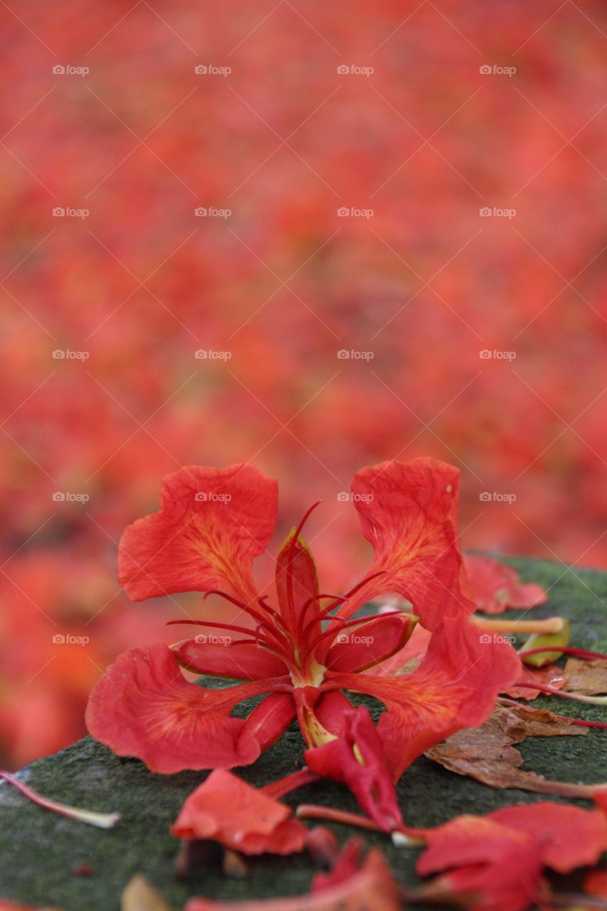 In the season ceremony of graduation, the phoenix flowers bloomed all over the branches and sprinkled the earth