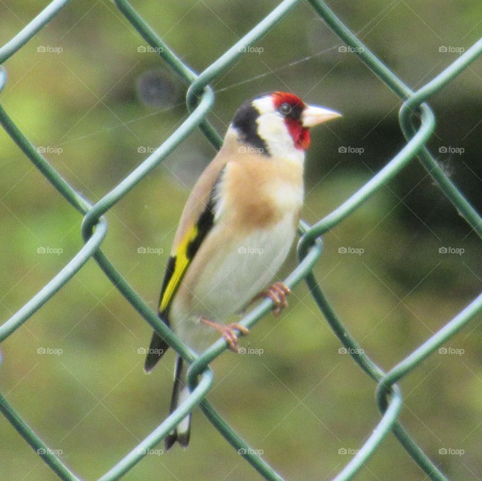 Goldfinch sat on wire fencing