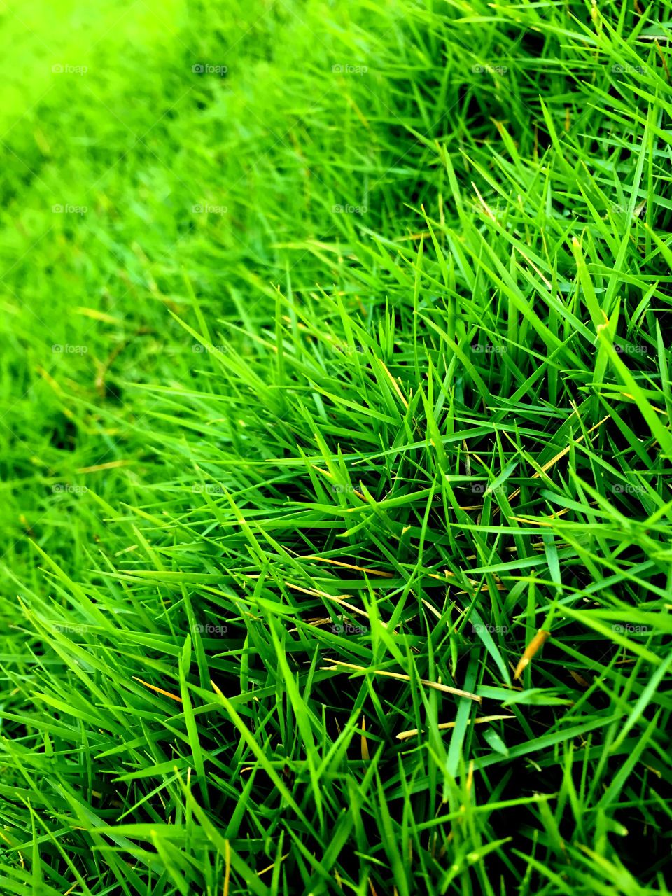 Full frame shot of grassy field