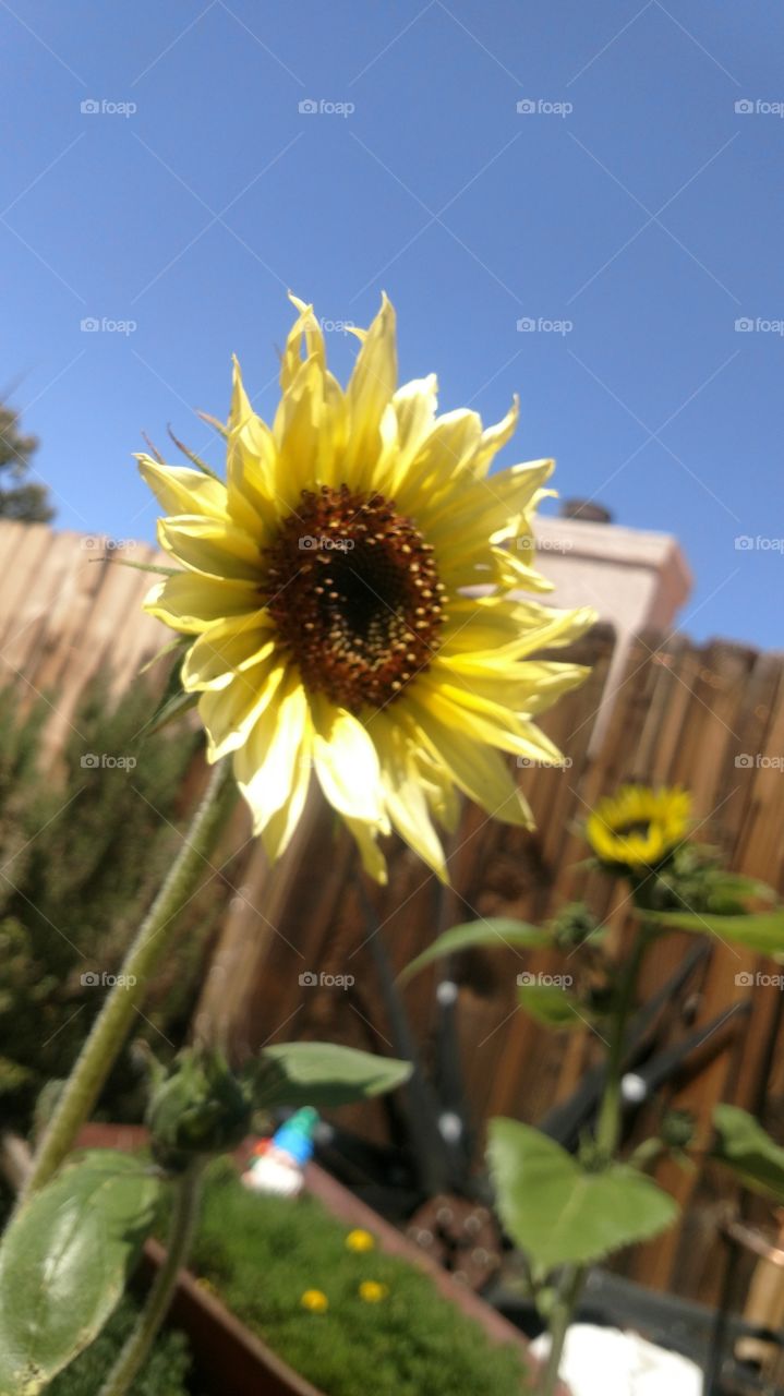 sunflower