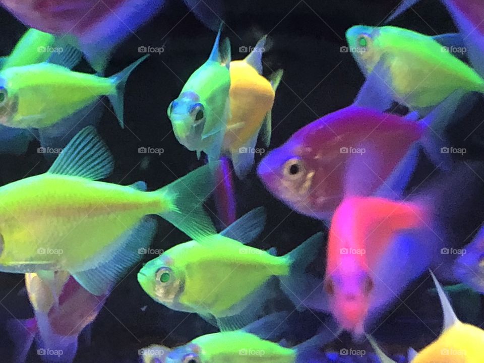 Closeup of colorful fish of lime green, yellow, neon pink, swimming in an aquarium showing their beautiful colors. 