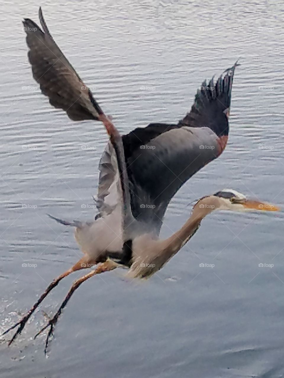 Great Blue Heron taken off