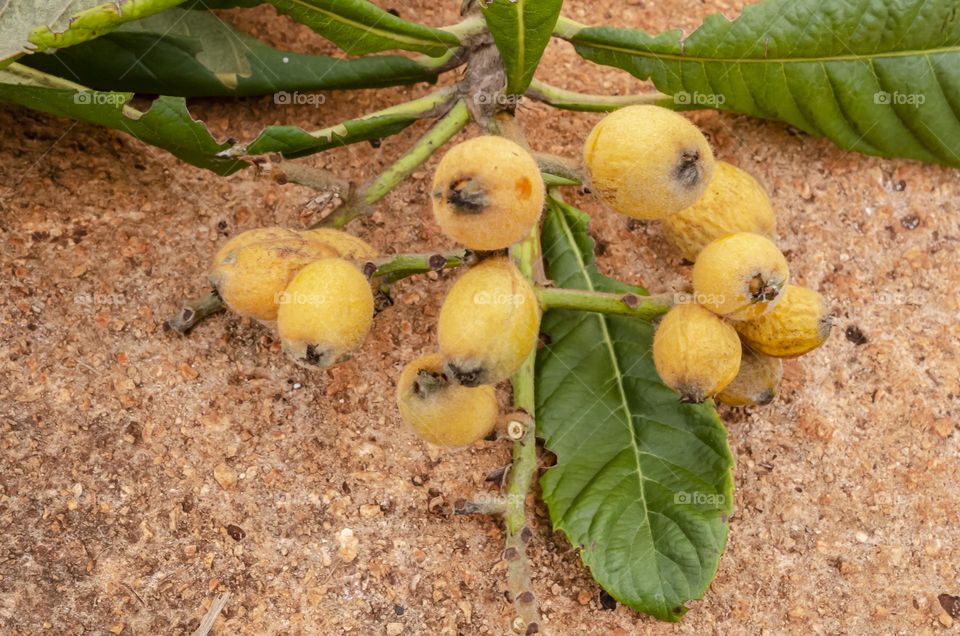 Loquat Fruits On Concrete Pavement