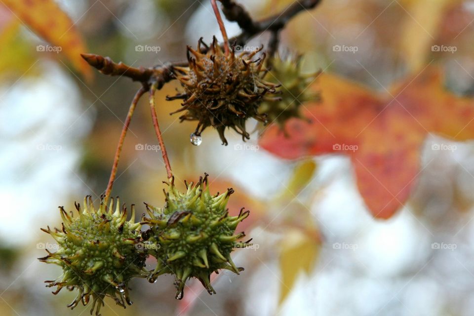 rainy day and seeds