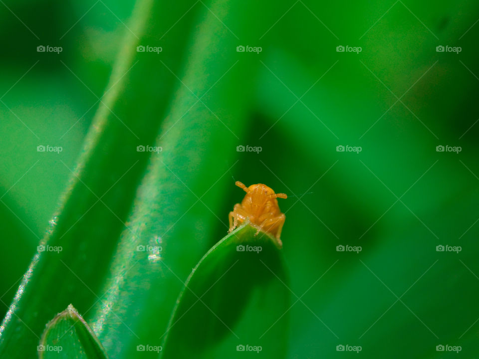 orange small insect ontop of a blade of grass