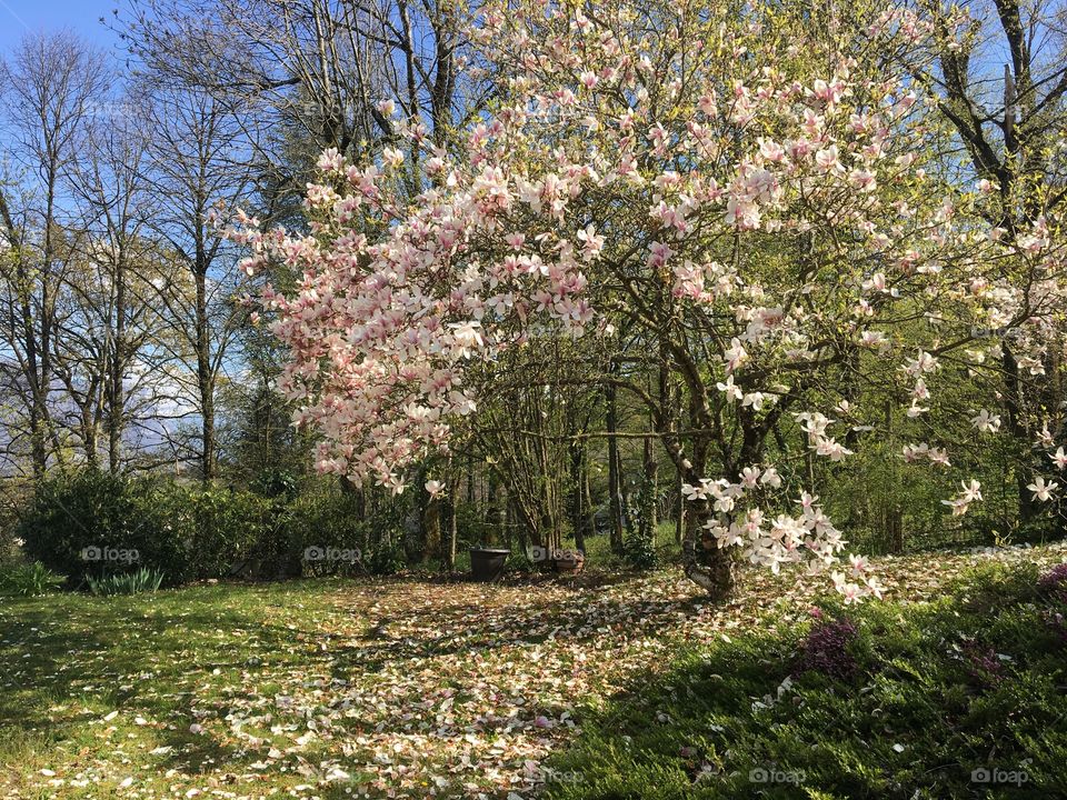 End of magnolia blooming