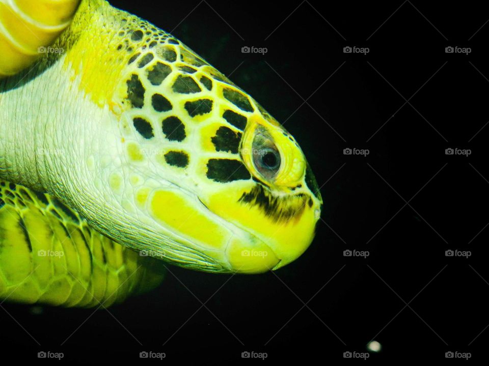 Close-up of a Green Turtle Head and face on a Brazilian Aquarium