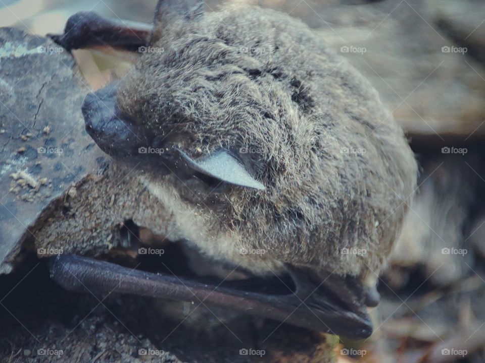 Nathusius's pipistrelle, Animal
