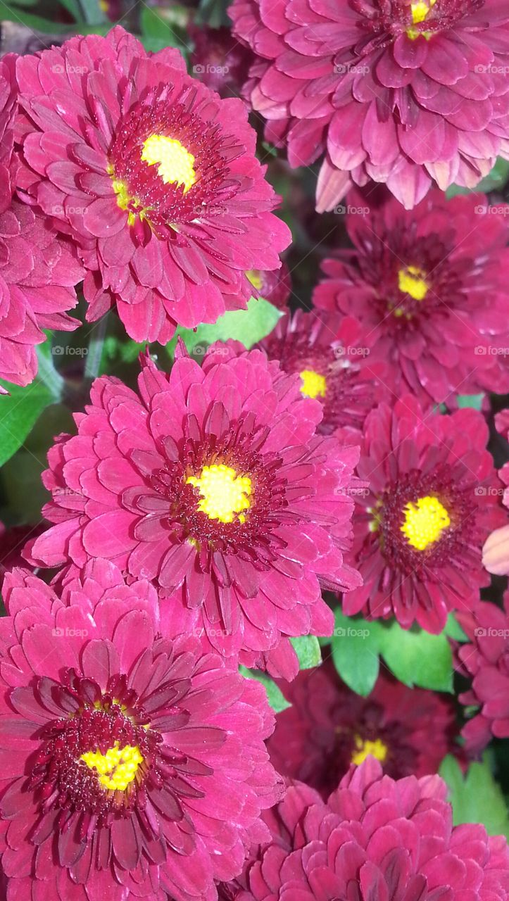 Someone asked for a little yellow dots.