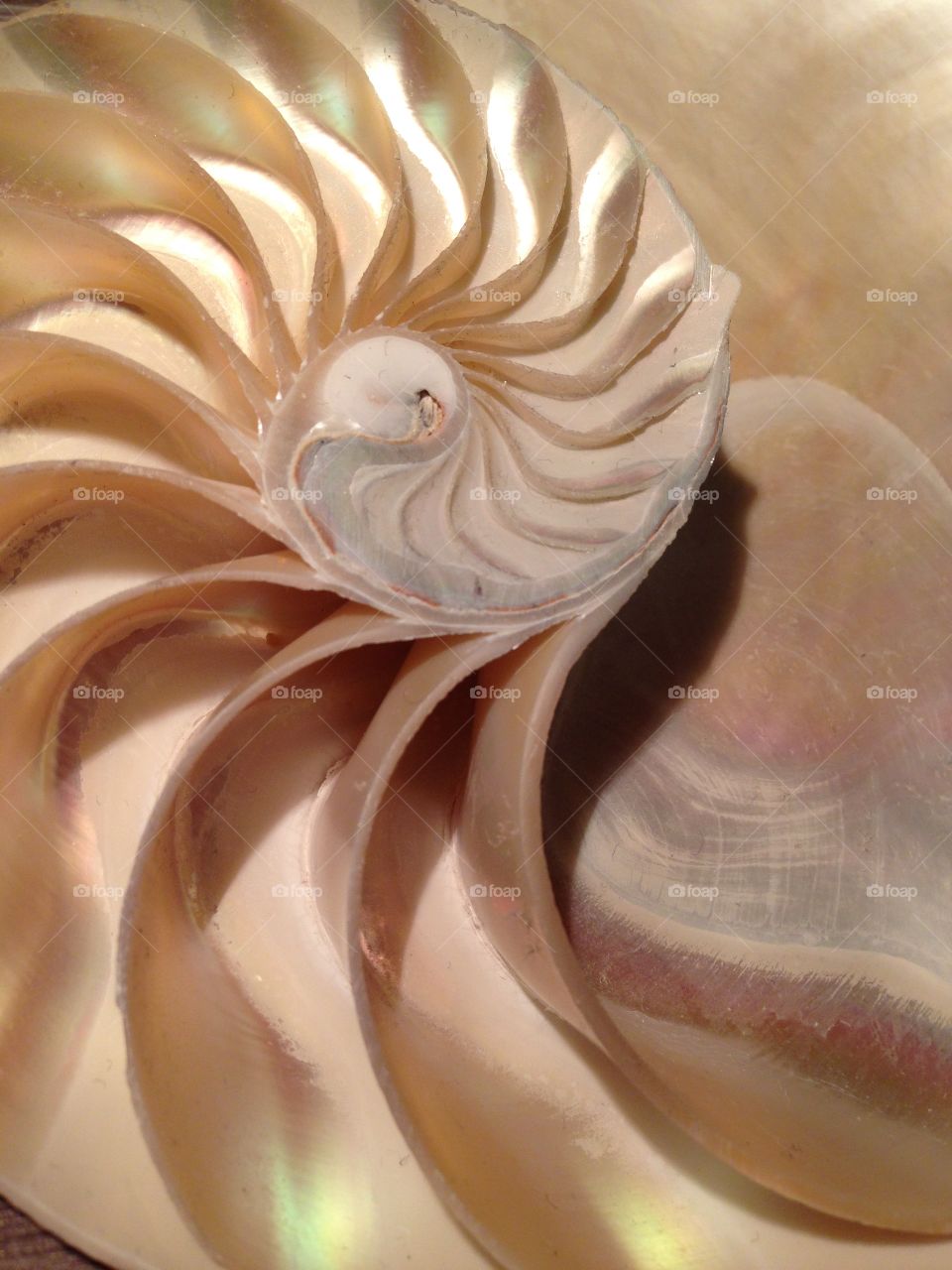 Nautilus shell cross section 