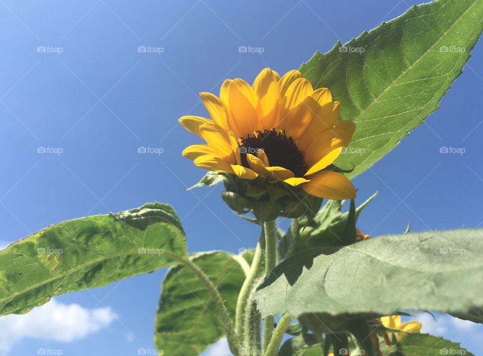 Sunflower 