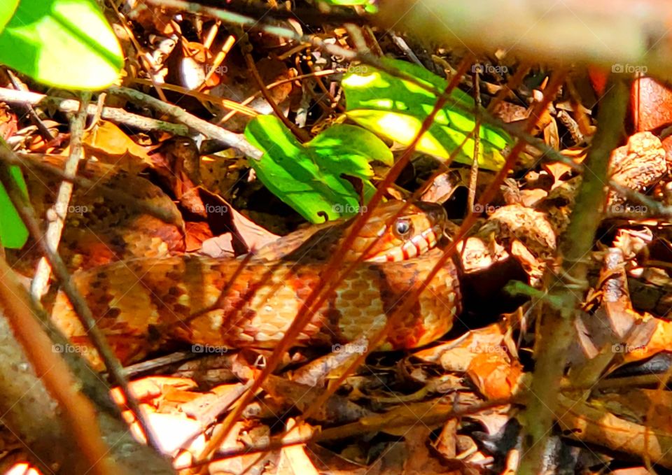 corn snake