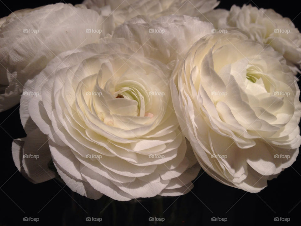 flower white beauty ranunculus by mingka23