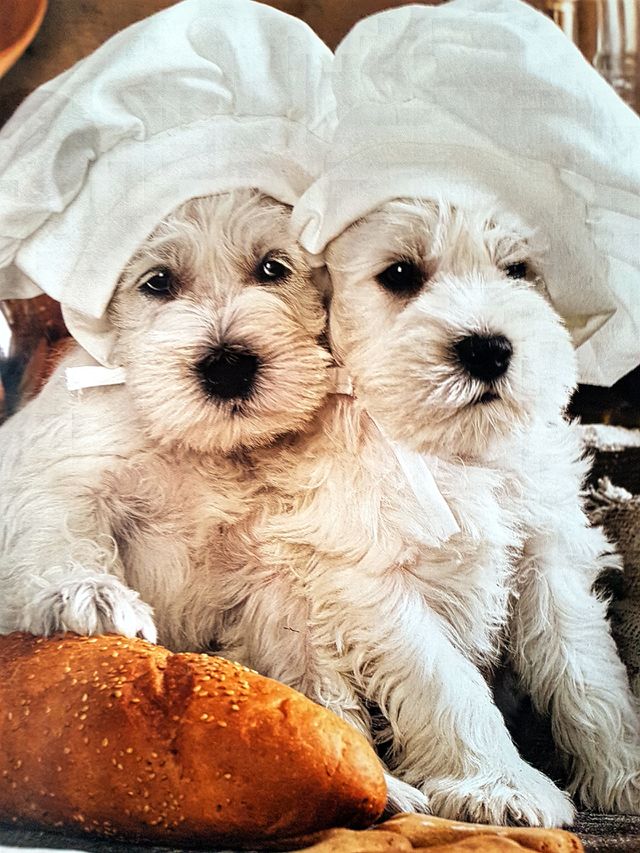Dogs cooks