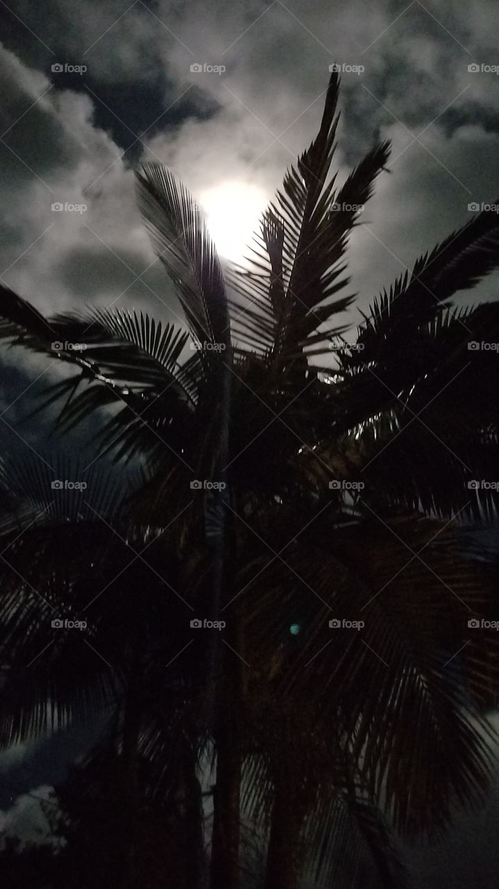 Night time shot.. Palms trees and moon