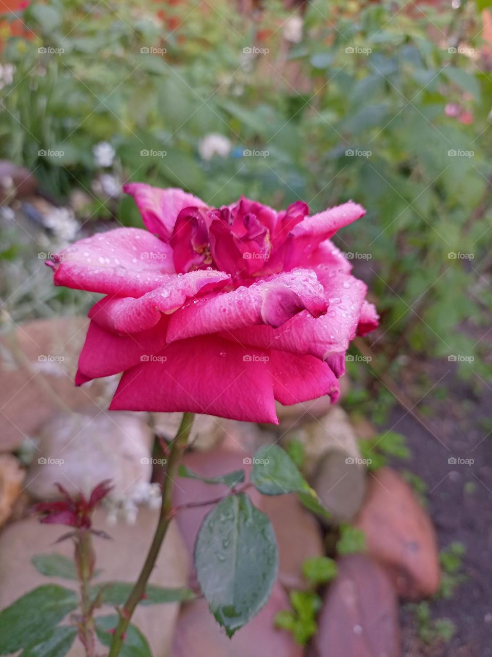 a rose on a stone