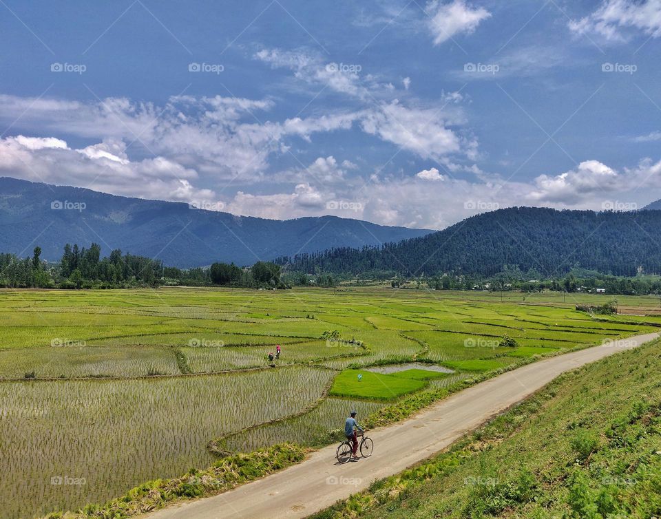 A Cyclist Rides Through The Paddy Fields In Lolab Kashmir