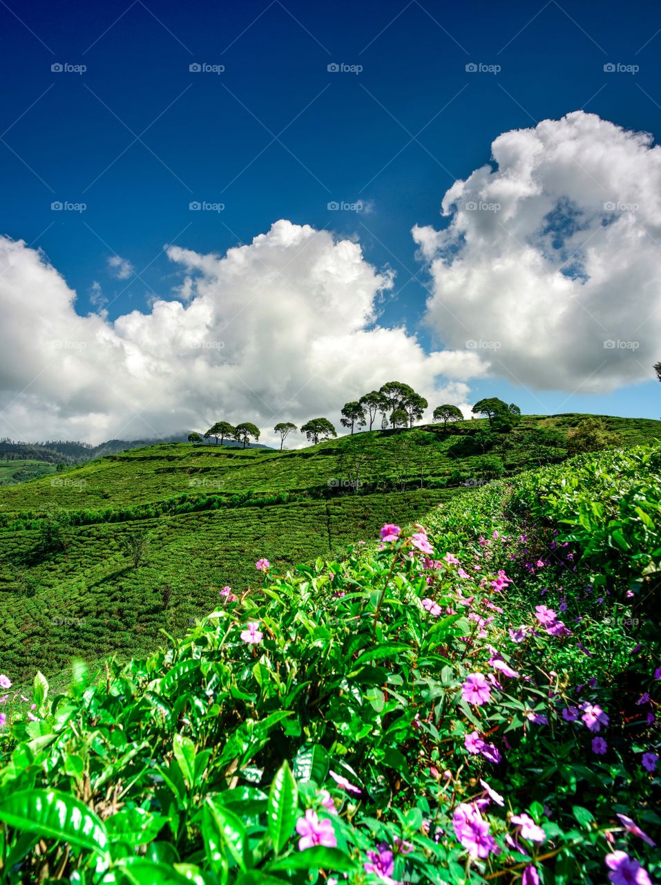 Tea Plantation