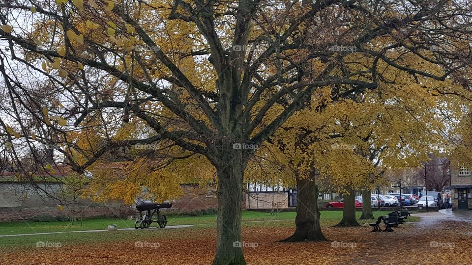 I'm the queen of the trees.