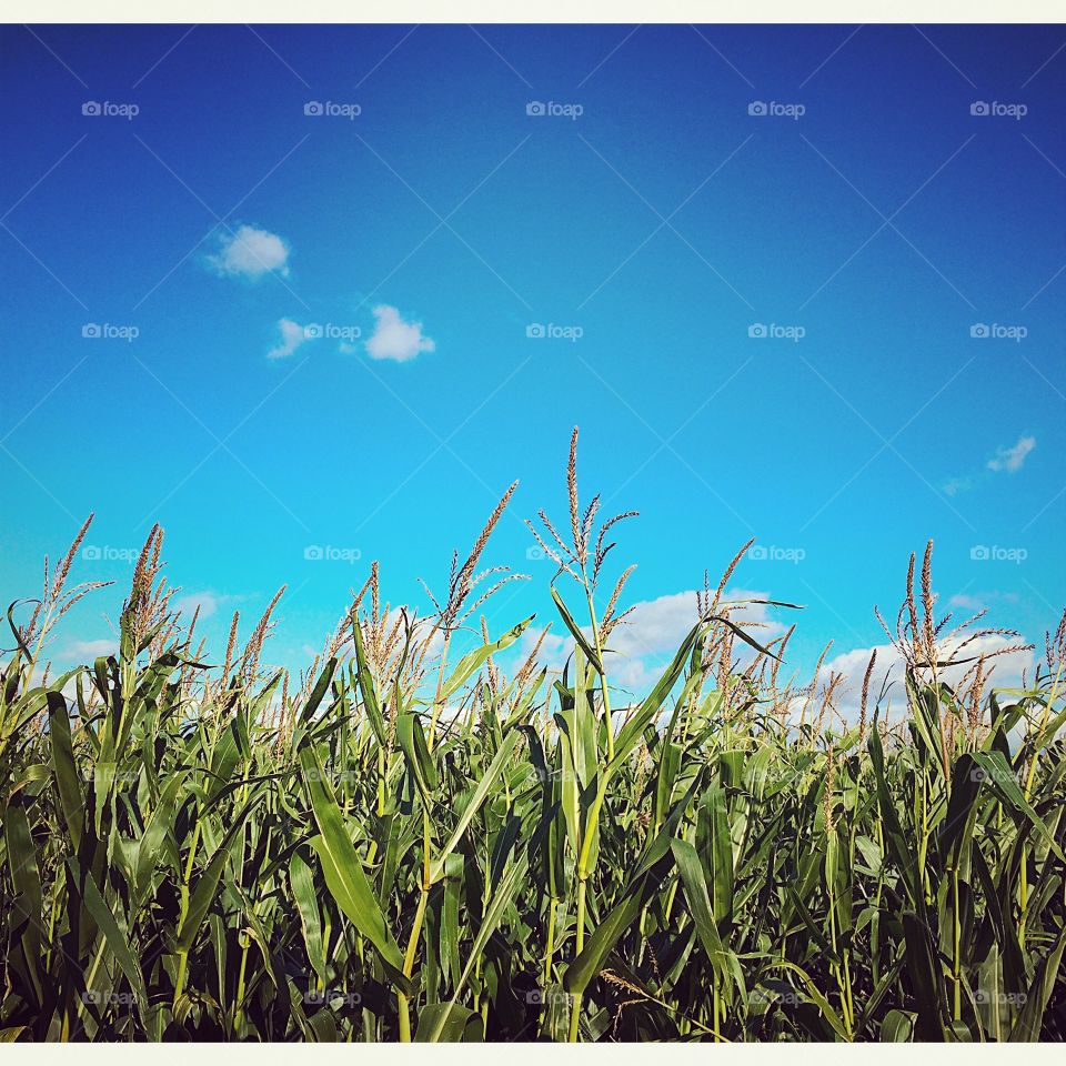 Top of the Corn