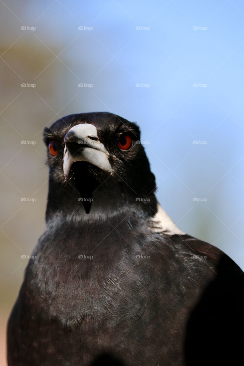 Front head shot closeup wild magpie blurred blue background 