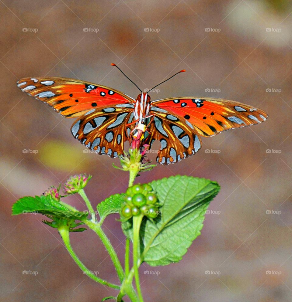 Orange butterfly 1