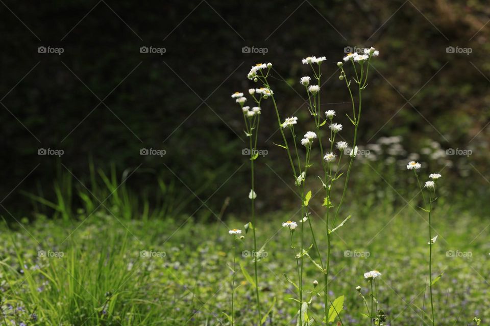 Flowers in a field 