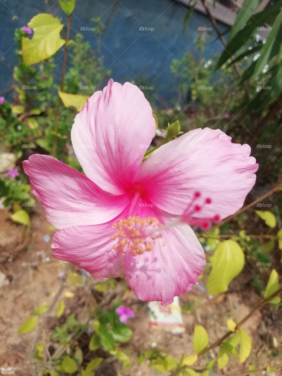 Pink colored Hibiscus flower