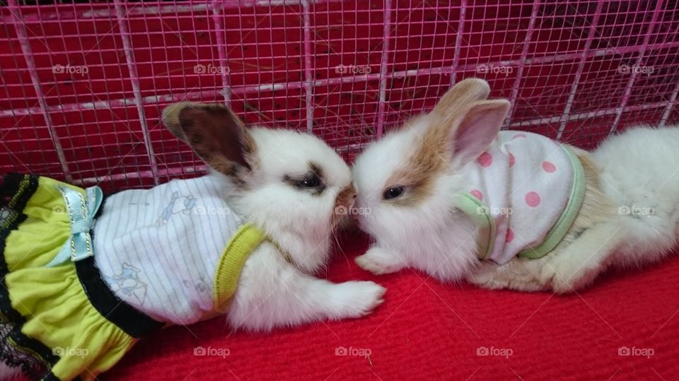 Bunny wuv 💞. These two cuties are in wuv in their cute little dresses. 