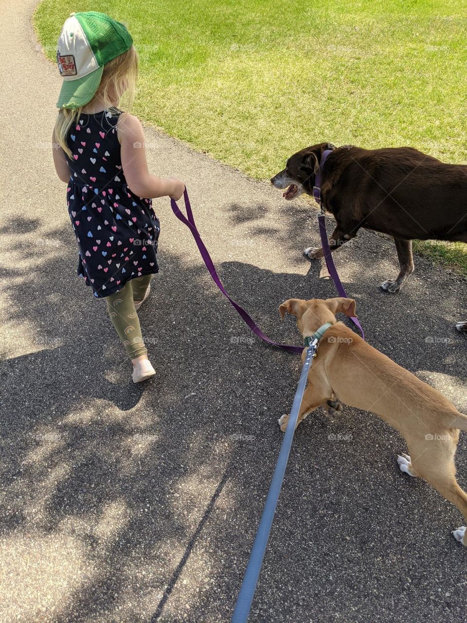 old dog and new puppy walking together with girl helping hold the old dog's leash summertime dog walk