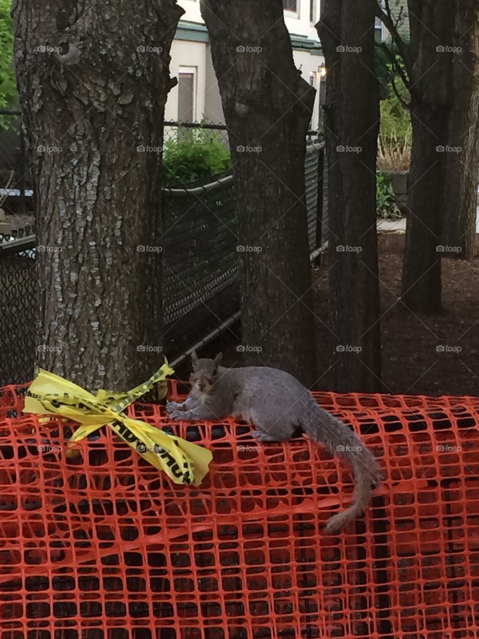 One hot squirrel taking a rest 