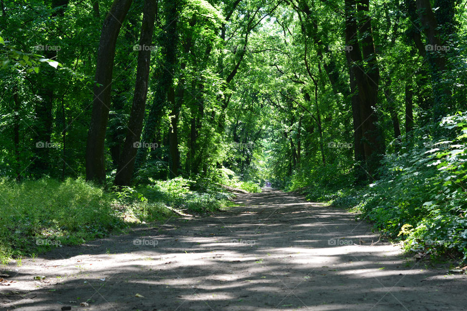 Footpath through forest