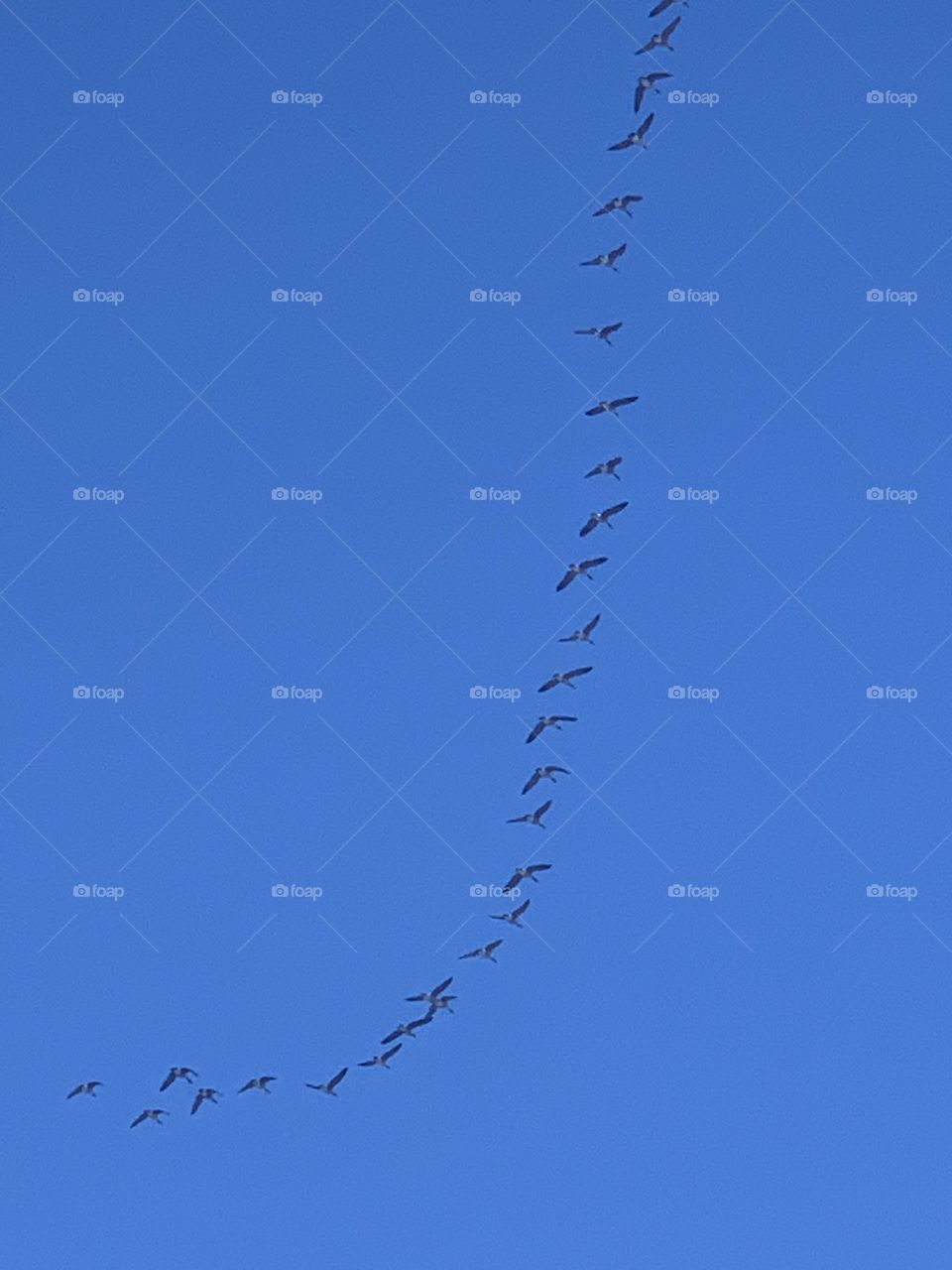 Birds flying south for the winter 