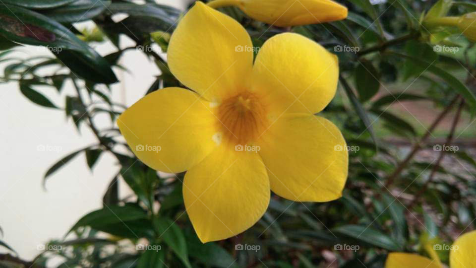 Beautiful flower with yellow colour on plant.
