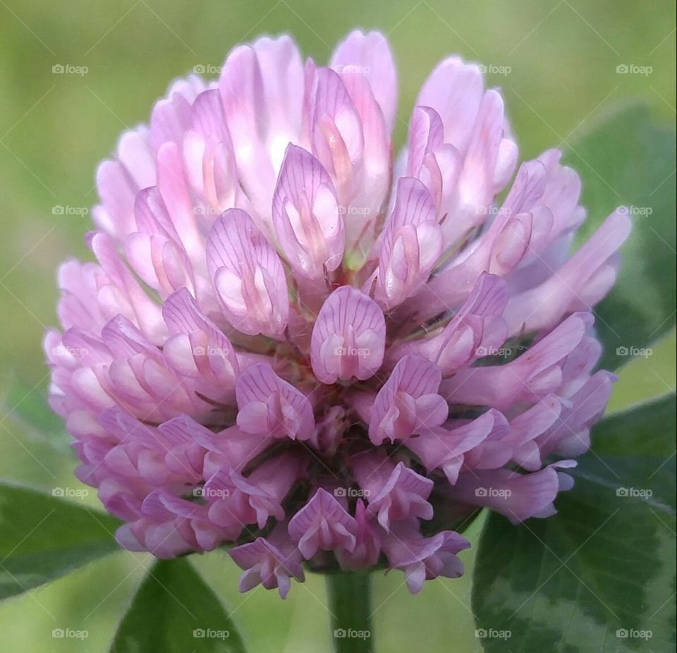 Close up clover flower. nice close up of tiny clover flower