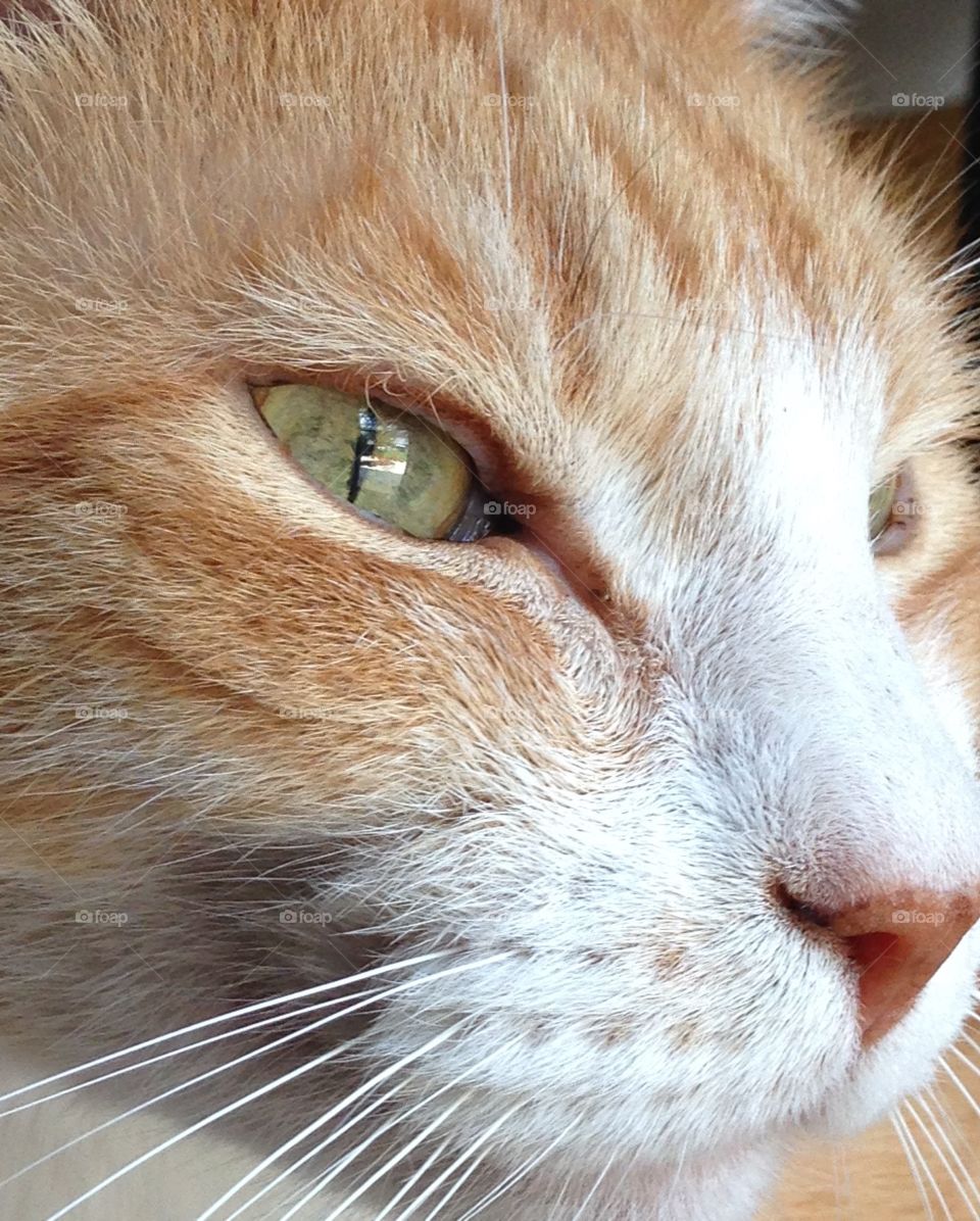 Cat in profile. Yellow tabby in profile.  