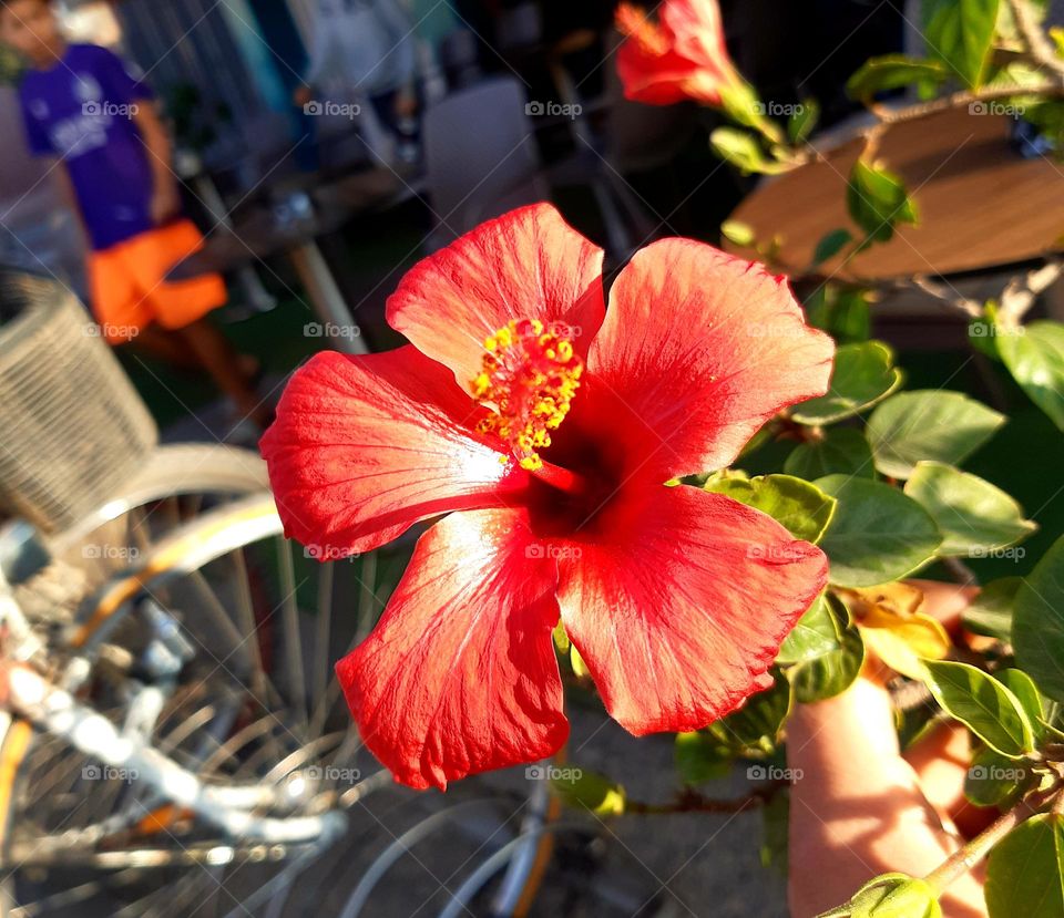 Description:
A captivating red rose with velvety petals, each deeply saturated in a rich crimson hue. The petals curve inward in delicate layers, their edges slightly curled, giving the flower a sense of softness and elegance.