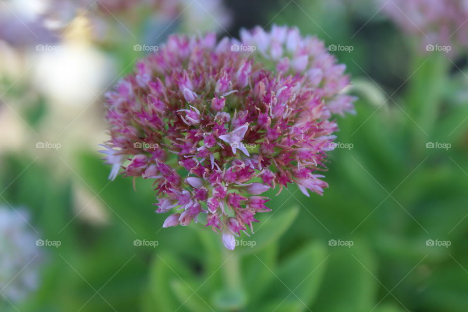 Flower, Nature, Flora, Leaf, Blooming