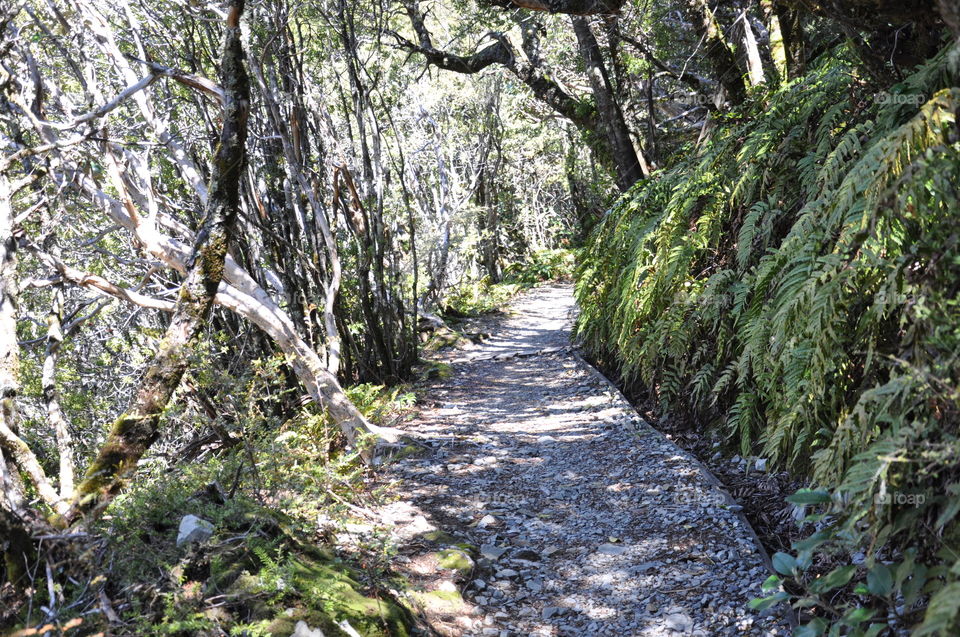 New Zealand bush