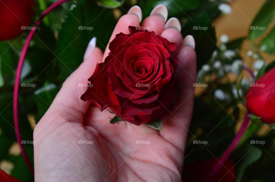 Red roses on Valentine's Day