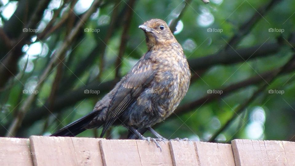 Baby blackbird 