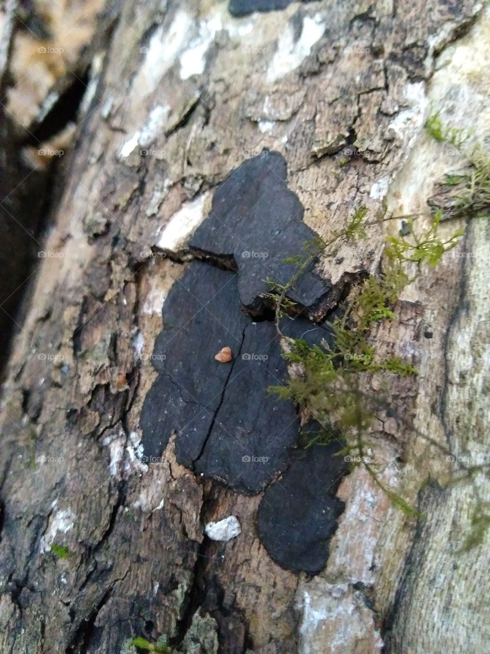 Fungus On A Decaying Tree