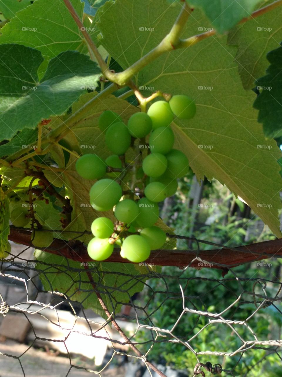uvas