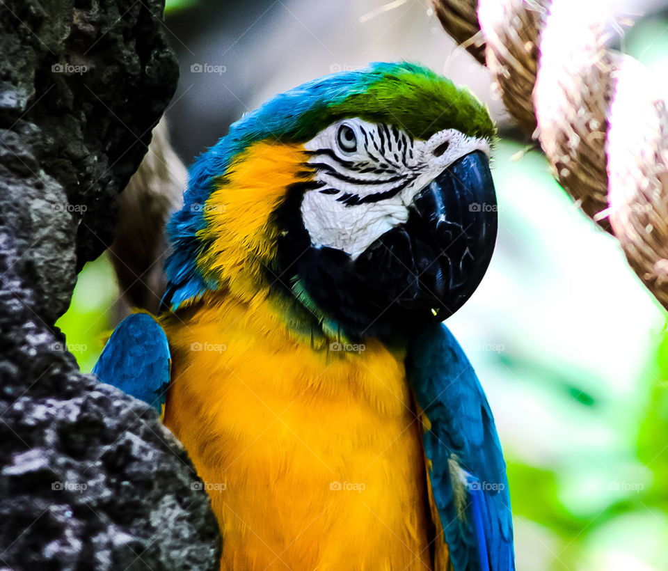 Colorful parrot looking on