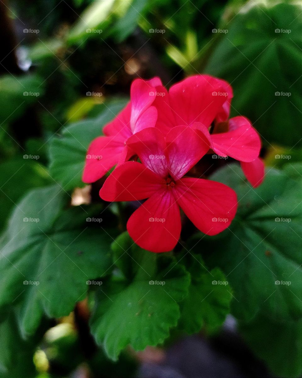 Geranium bloom at our home garden