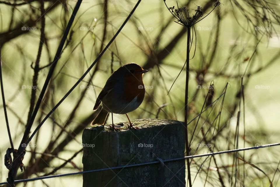 robin backlit by the sun.