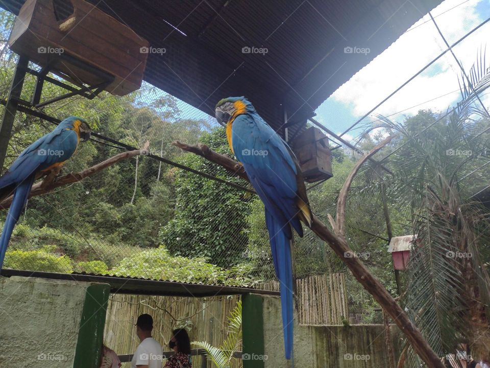 Arara azul