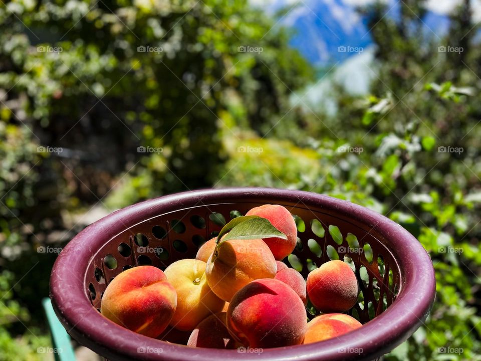 Summer's Fruity Season