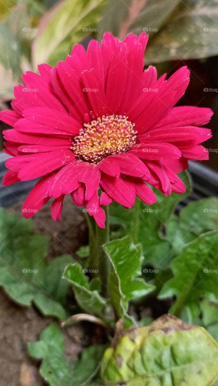beautiful full bloom gerbera flower of red color